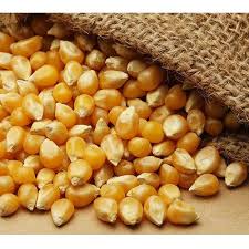 Natural Hybrid Maize Seed For Food Processing