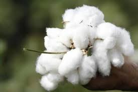 White Raw Cotton For Textile Industry