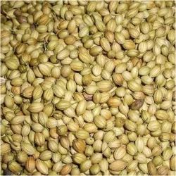 Natural Coriander Seeds For Cooking