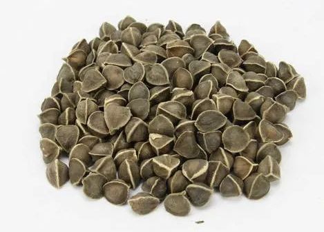 Natural Moringa Seeds, Specialities : Long Shelf Life, Hygenic