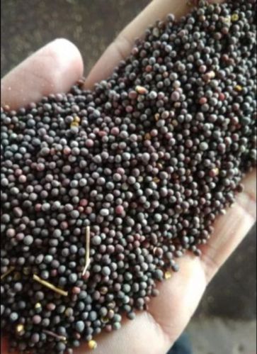 Black Mustard Seeds, Seed Type : Hybrid