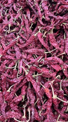 Syngenta Byadgi Red Chilli