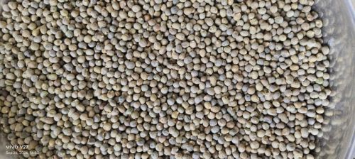 Bhindi Seeds, Packaging Type : Gunny Bag, Packaging Size : 5-10kg
