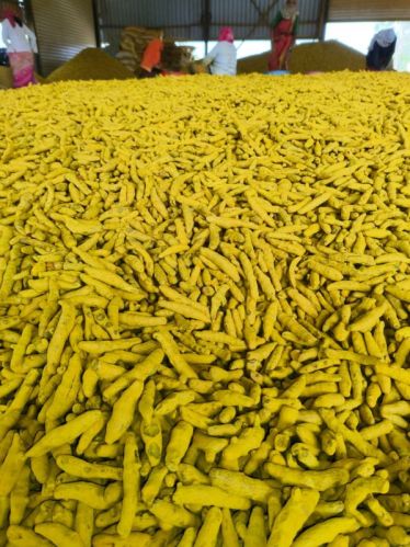 Turmeric Finger, Certification : FSSAI Appeda