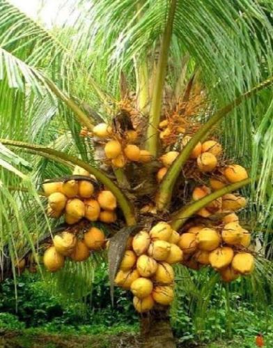 Hybrid Coconut Tree For Outdoor