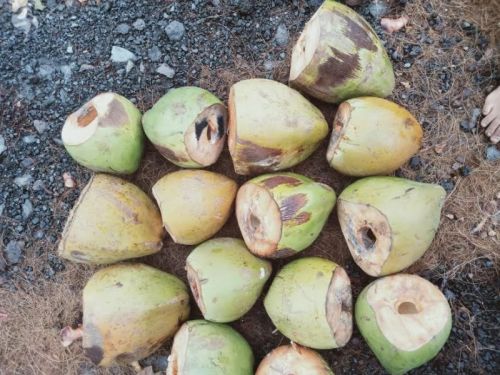 Coconut Husk, Husk Size : 0-8mm