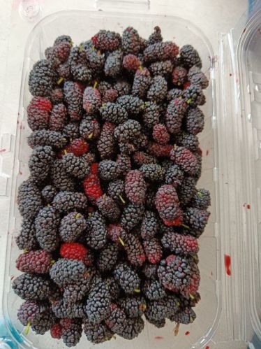 Natural Frozen Indian Mulberry, Taste : Sweet