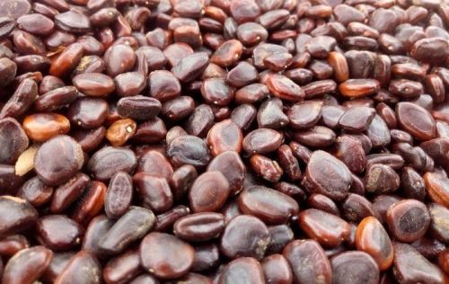 Tamarind Seeds, Packaging Size : 5-25kg