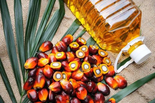 Palm Oil, Packaging Type : Plastic Bottle