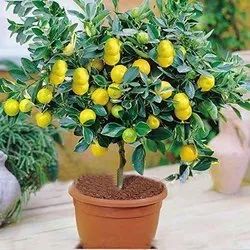 Organic Lemon Plant For Gardening