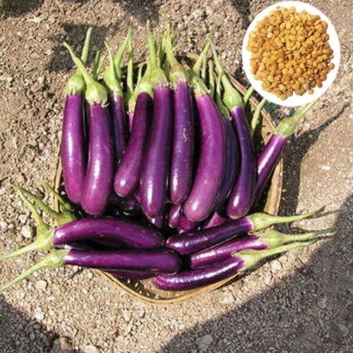 Long Brinjal Seeds For Agriculture Use