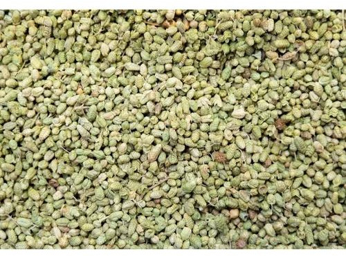 Organic Oregano Seeds For Agriculture Use