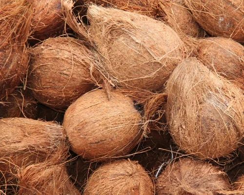 Organic Soft Brown Semi Husked Coconut, Packaging Size : 80 Pices