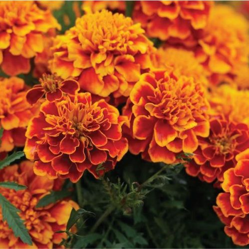 Marigold Flower Plant