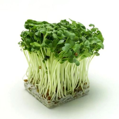 Radish Microgreens