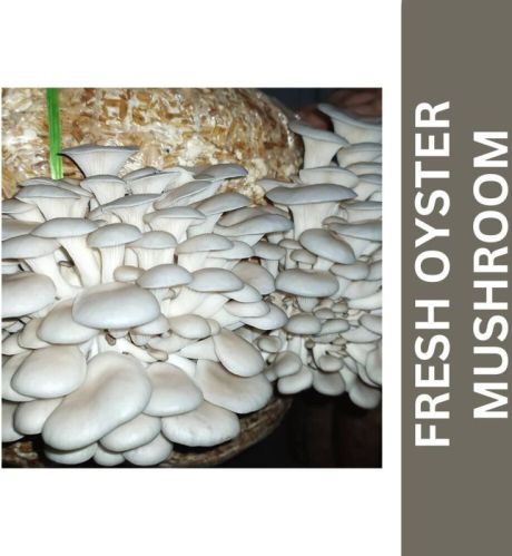 Fresh Oyster Mushroom For Cooking