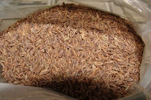 Dill Seeds Form : Seeds