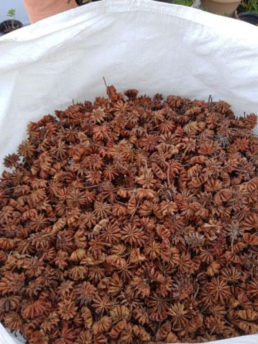 Raw Natural Star Anise For Spices