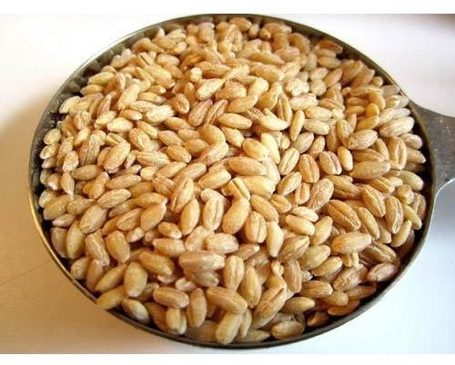 Natural Wheat Grain For Cooking