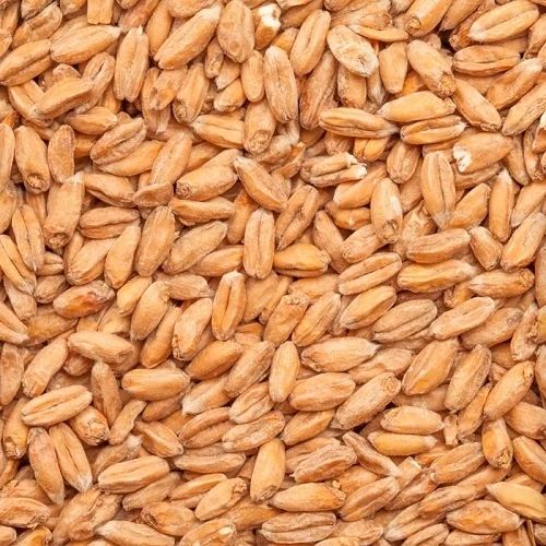 Organic Raw Wheat Grain For Cooking