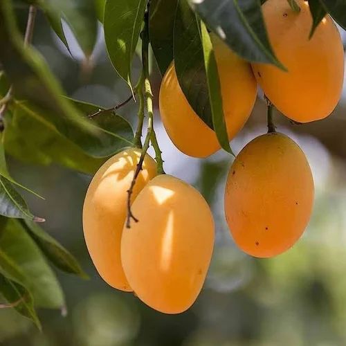 Natural Alphonso Mango Plant, Color : Yellow