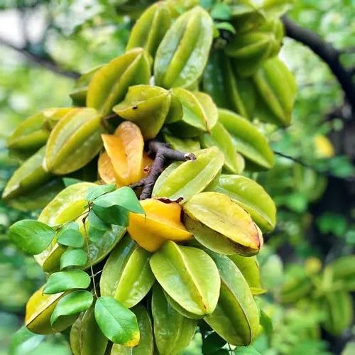 Carambola Plant For Fruits