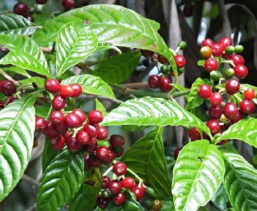 Coffee Live Plant