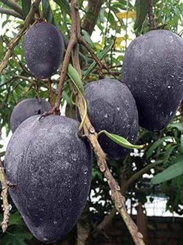 Kasturi Mango Plant For Fruits