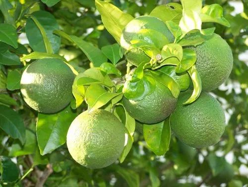 Mosambi Fruit Plant, Color : Green