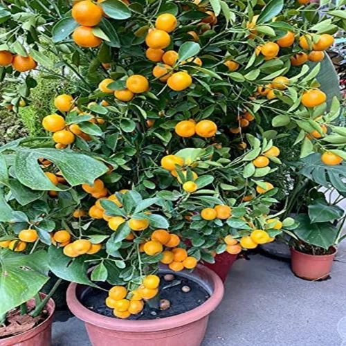 Natural Pakistani Lemon Plant For Gardening