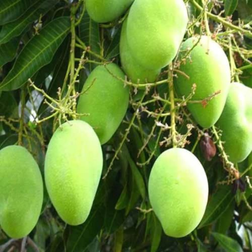 Natural Pusa Pratibha Mango Plant, Color : Green