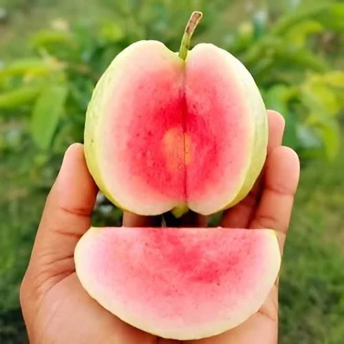 Red Diamond Guava Plant For Fruits