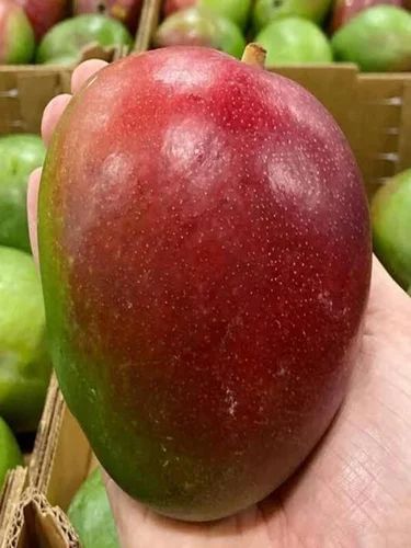 Natural Sensation Mango Plant, Color : Red