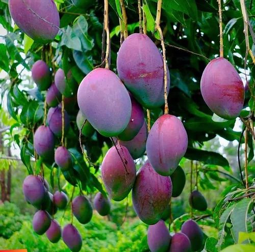 Natural Tommy Atkins Mango Plant, Color : Purple