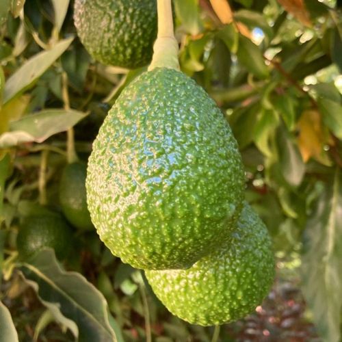 Natural Lambs Hass Avocado, Shape : Round