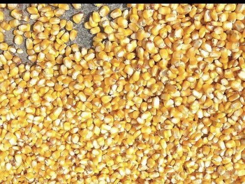 Natural Maize Seeds For Human Consumption