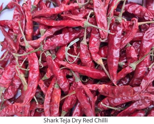 Shark Teja Dry Red Chilli For Cooking