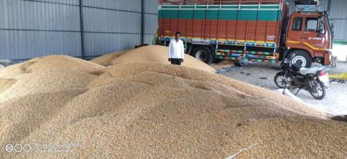 Yellow Maize Dried, Fresh, Preserved, Packaging Type : Can (tinned), Jute Bag, PP Bag For Animal Feed