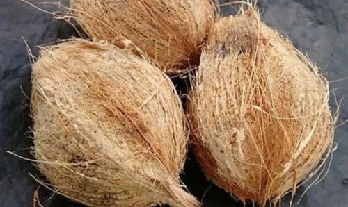 Semi Husked Raw Organic Coconut For Pooja, Medicines, Cosmetics, Cooking