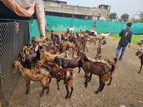 Male Sirohi Goat, Weight : 25-40 Kg