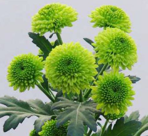 Natural Fresh Green Disbud Flower For Decorative, Garlands