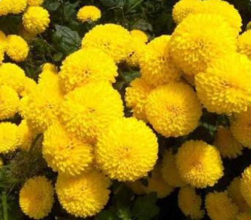 Natural Yellow Chrysanthemum Flower For Decorative, Garlands