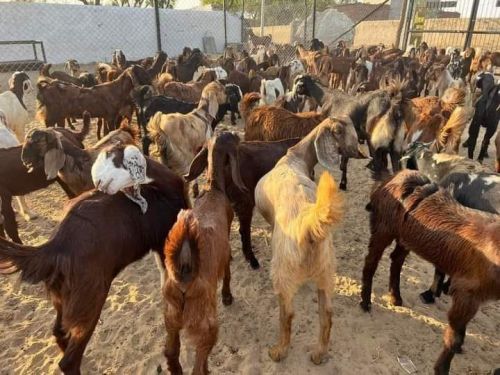 Cutting Purpose Goats, Gender : Female, Male