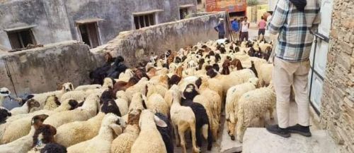 Sheep Farming and Cutting, Gender : Female, Male