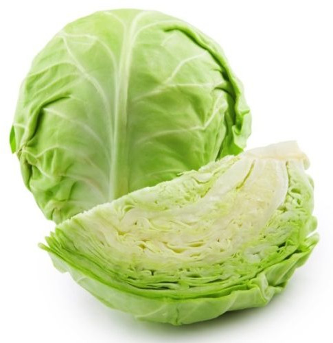 Fresh Cabbage For Human Consumption