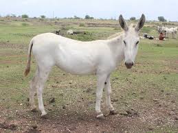 Live Halari Donkey, Color : White