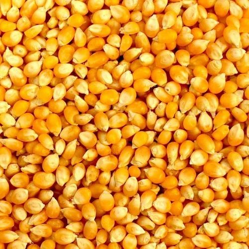 Natural Yellow Maize Corn Dried, Packaging Type : Bag