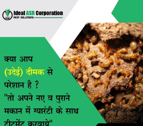 Termite Control Service In Indore