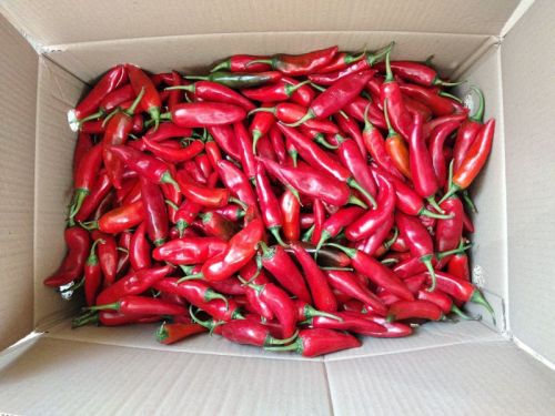 Fresh Achari Red Chilli For Human Consumption