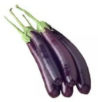 Fresh Brinjal Long, Color : Purple